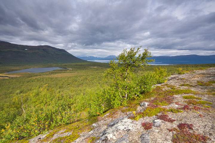 Ausblick von einer Anhöhe über den Abisko Nationalpark mit seinen Birkenwäldern und dem See Torneträsk im Hintergrund