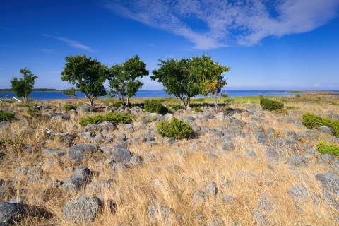 Ein paar kleine Bäume in einem Geröllfeld auf der Nationalparkinsel Selkä-Sarvi im Bottenwiek Nationalpark. Zwischen den Steinen ist Gras gewachsen, aber aufgrund des Herbstes schon verdorrt. Im Hintergrund sind weitere Inseln und fein gegliederte Wolken zu sehen.