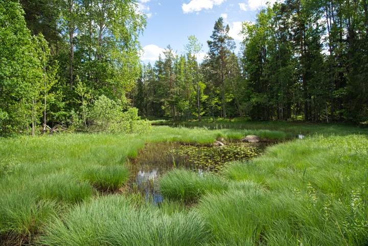 Überschwemmungsland im Färenbofjärden Nationalpark. In der Mitte schimmert noch etwas Wasser durch das dichte Sumpfgras. Die Au wird von einem natürlichen Mischwald gesäumt.