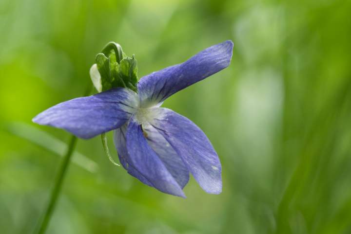 Die blaue Blüte des Moorveilchen