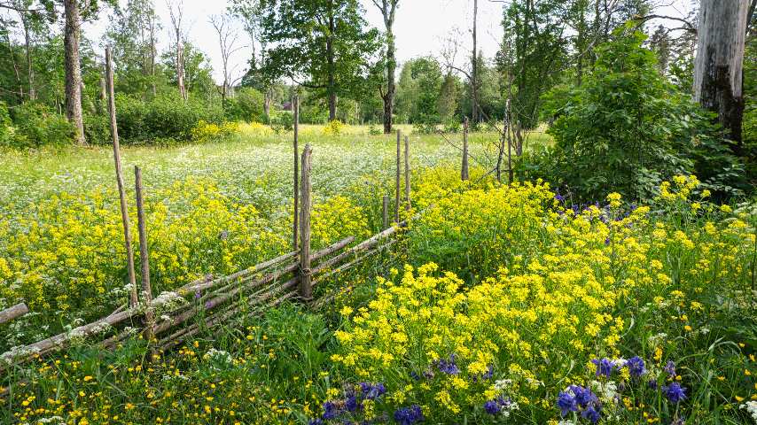 Ein klassischer alter Zaun aus Stecken geht durch die hohen Blumenwiesen des Garphyttan Natonalpark