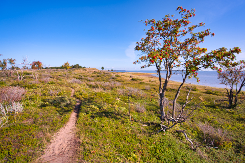 Ein Weg führt über die schmale Landzunge am nördlichen Teil der Insel Seskarö im Haparanda Skärgard Nationalpark. Sanddorn mit seinen roten Früchten säumt den Weg.