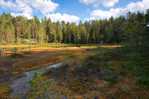 Moor von Wald umgeben im Isojärvi Nationalpark