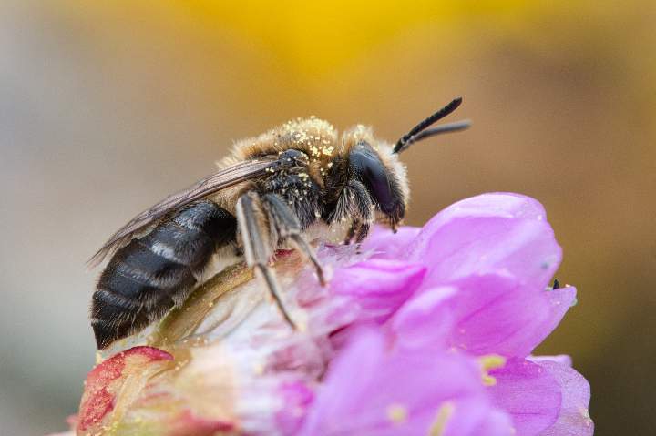 Eine Wildbiene sitzt im Kosterhavet Nationalpark auf einer Blüte.