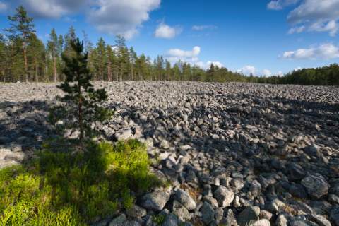 Ein riesiges Steinfeld im Lauhanvuori Nationalpark, gesäumt von einem Nadelwald. Schönwetterwolken am blauen Himmel.