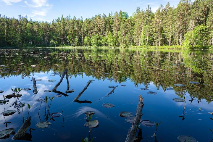 Der Märchenwald des Norra Kvill Nationalpark spiegelt sich im See Lilla Idgölen.