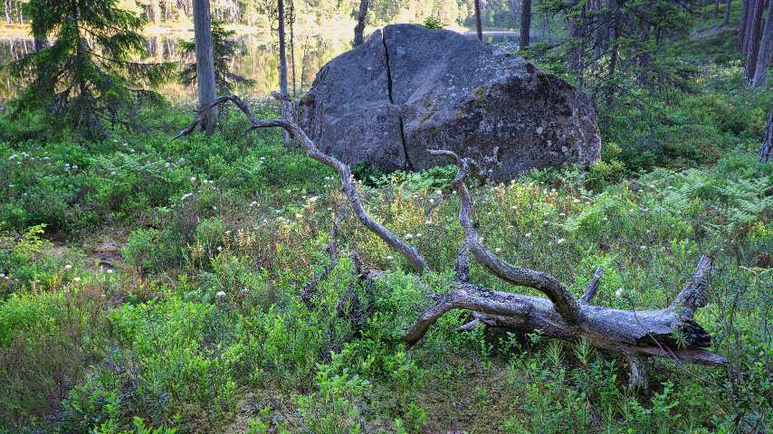 Ein toter Baum liegt im Wald des Norra Kvill Nationalpark. Dahinter ein großer Felsbrocken und ein See.