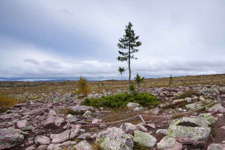 Von dem 9550 Jahre alten Klonbaum Old Tjikko ist nur eine kümmerliche Fichte sichtbar