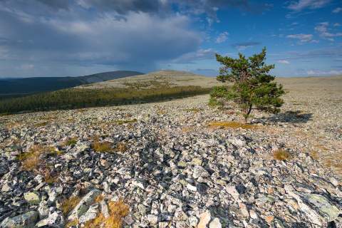 Einsamer knorriger Kiefernbaum in karger Gerölllandschaft auf dem Kesänkitunturi-Fjäll in Finnisch-Lappland.