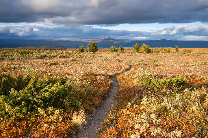 Ein schmaler Weg führt durch das herbstliche Fjäll. Der Weg verliert sich in der niedrigen Vegetation. Im Hintergrund sind die Berge Richtung Sarek zu sehen.