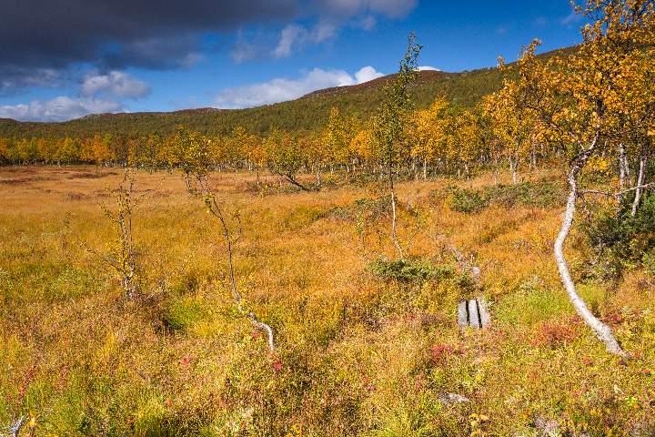Kaum noch zu erkennender Bohlenweg durch typische Moorlandschaft im Pieljekaise Nationalpark. Die Herbstfärbung und dramatische Wolken erzeugen eine ganz eigene Stimmung.
