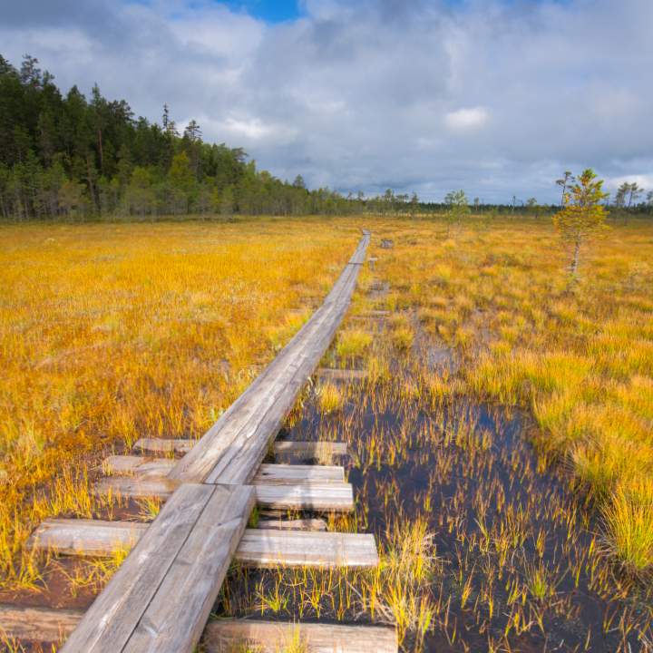 pyhae-haekki-bohlen-moor Ein neuer Bohlenweg führt durch das Moor des Pyhä Häkki Nationalparks. Die Sonne lässt die gelbe Moorfläche leuchten vor einem dramatischen Wolkenhimmel.
