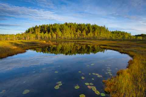 Moorsee mit Wolkenspiegelung und Wald im Hintergrund im Seitseminen Nationalpark in Finnland