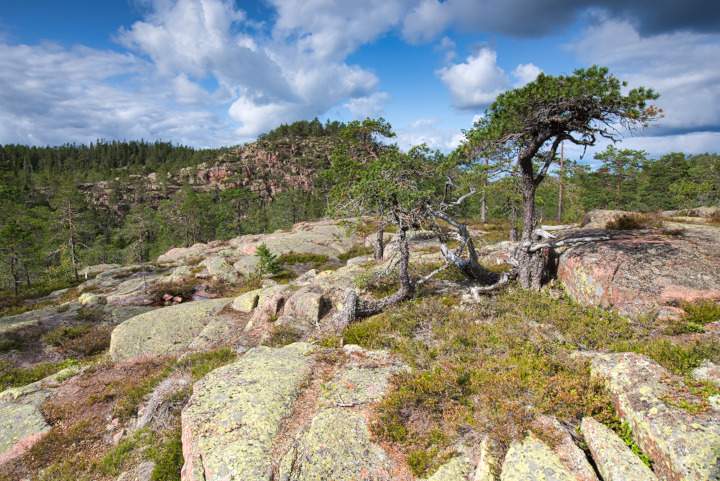 Auf der höhe der wild zerklüfteten Granitlandschaft des Skuleskogen Nationalpark nutzen Kiefern, Blaubeer- und Heidesträucher jede Felsritze, um Fuß zu fassen.