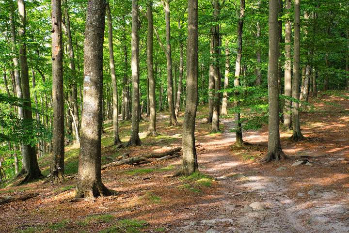 Ein lichter Buchenwald im Söderåsen Nationalpark durch den ein Weg führt.