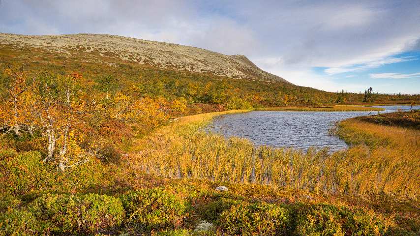 Herbstliche Fjäll- und Birkenwaldlandschaft. Im Vordergrund ein kleiner See und im Hintergrund das Massiv des Högfjället.