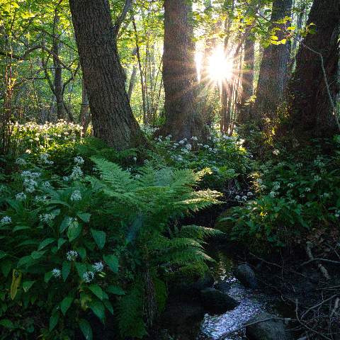 Gegenlicht bringt den Wald des Stenshuvud Nationalpark zum Leuchten. Zwischen Farnen und Bärlauch fließt ein kleiner Bach.
