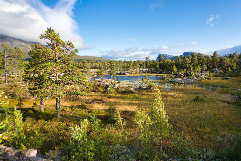 Ein kleiner See in einem Moor im Stora Sjöfallet Nationalpark, umgeben von uraltem Kiefernwald.