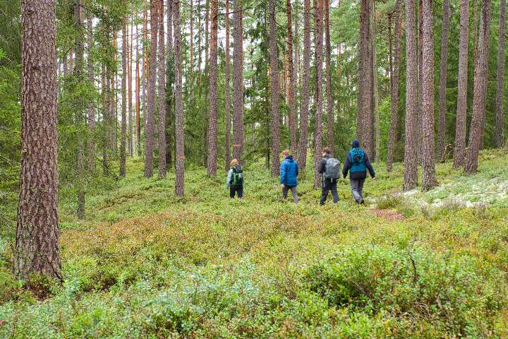 Familie auf der Wanderung im Kiefern-Wald