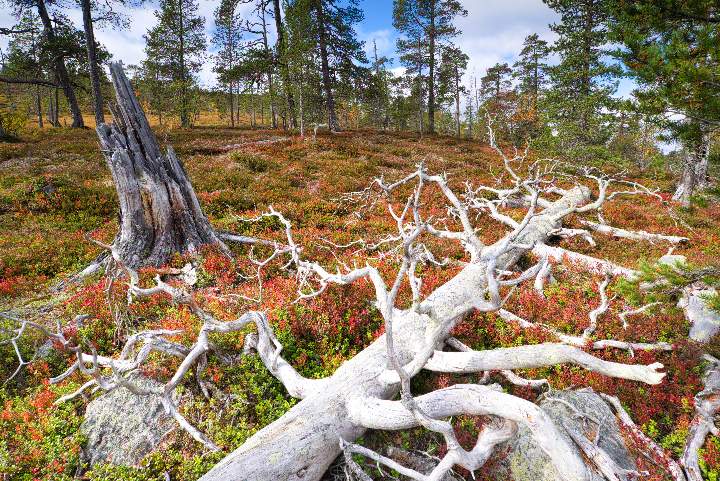 Das silberglänzende Totholz einer Uralten Kiefer liegt am Boden des Töfsingdalen Nationalparks zwischen lichtem Urwald und herbstlich gefärbten Blaubeesträuchern.