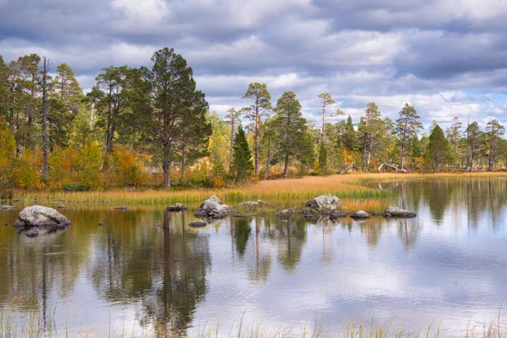 Auf der anderen Seite eines Sees ist der Urwald des Töfsingdalen Nationalparks zu sehen. Uralte Kiefern und Birken bilden ein malerisches Bild vor dramatischen Wolken.