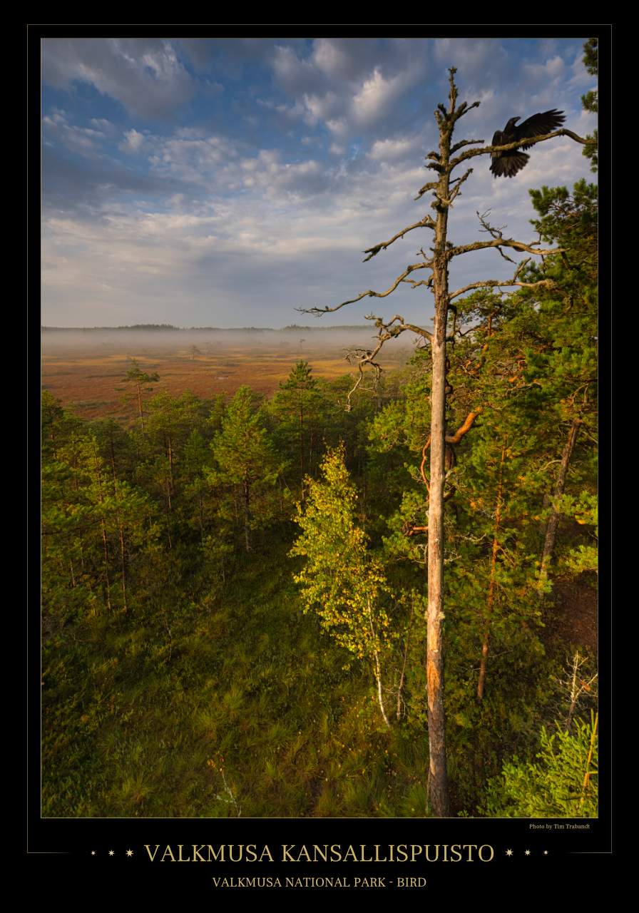 Im Vordergrund landet gerade ein Rabe auf der Spitze eines abgestorbenen Baumes. Das Bild ist von einem Aussichtsturm gemacht und der Blick schweift weiter über die Moorlandschaft des Valkmusa Nationalparks.